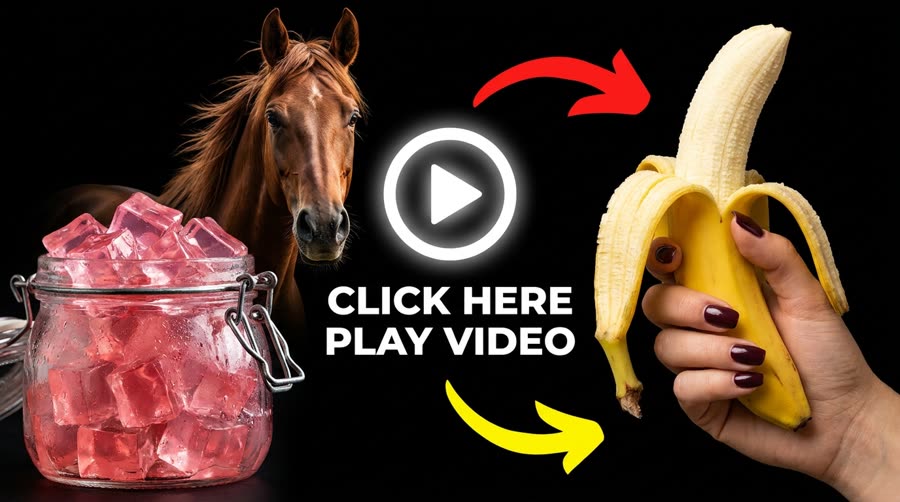 Gelatin Horse Trick for men
